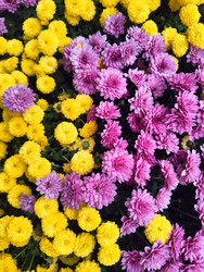 Similar image 22442951