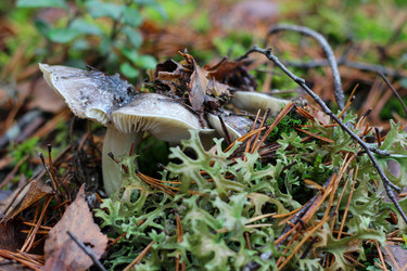 Similar image 22436240