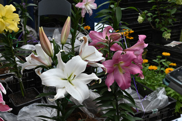 Similar image 22442656