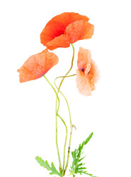 Similar image 22458038