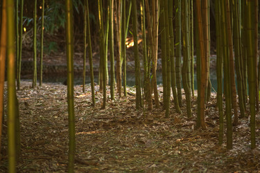 Similar image 22442910