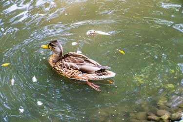 Similar image 22452625