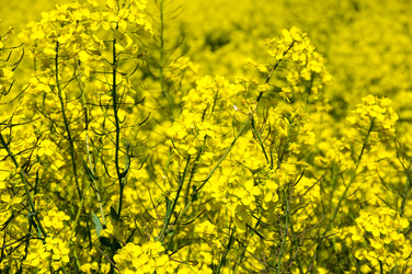 Similar image 22443502