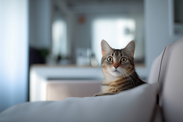 Similar image 22456661