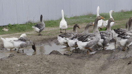 Similar image 22462911