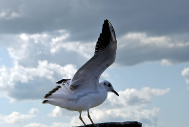 Similar image 22455160