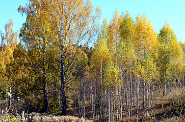 Similar image 22453785