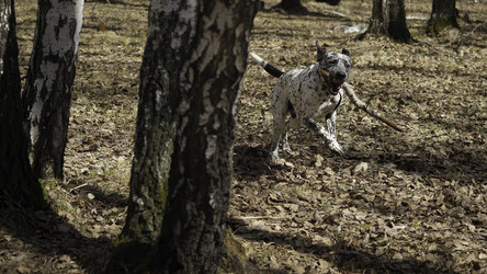 Similar image 22462944