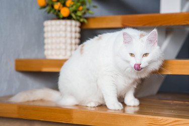 Similar image 22454613