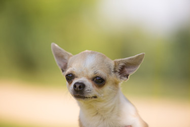 Similar image 22456454