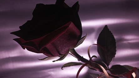 Similar image 22455347