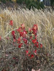 Similar image 22456476