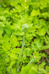 Similar image 22456428