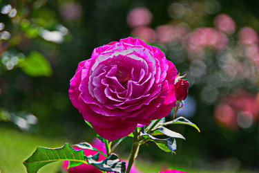 Similar image 22464564