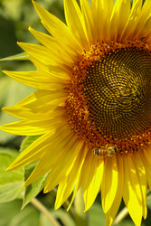 Similar image 22464585