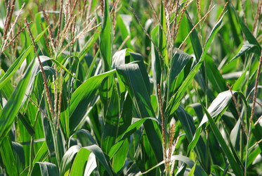 Similar image 22465926