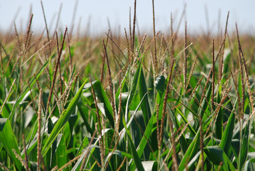 Similar image 22465947