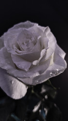 Similar image 22473001