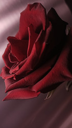 Similar image 22475637