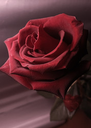 Similar image 22475589