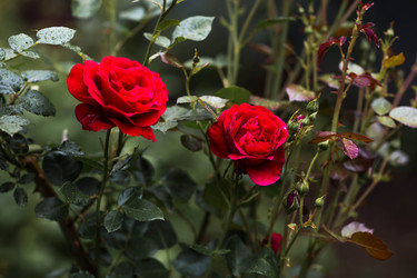 Similar image 22476601