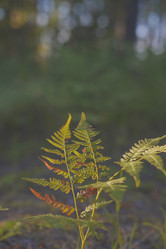 Similar image 22581728