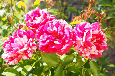 Similar image 22554180