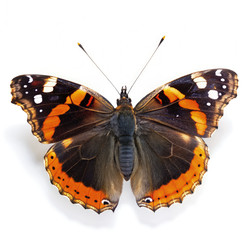 Similar image 22491281