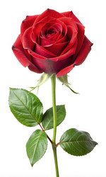 Similar image 22487361