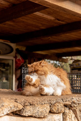 Similar image 22493131