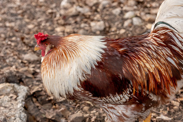 Similar image 22493220