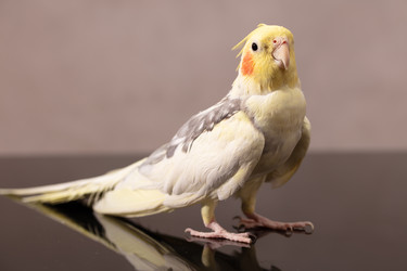 Similar image 22501251