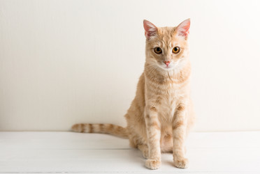 Similar image 22500548