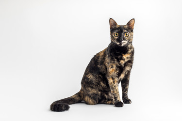 Кошка - dariayakovleva