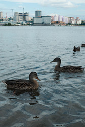 Similar image 22581011