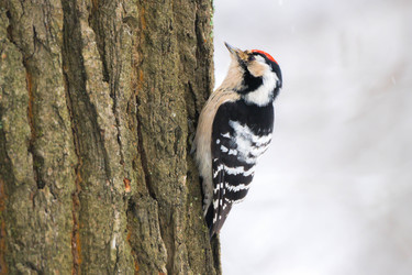 Similar image 22527554