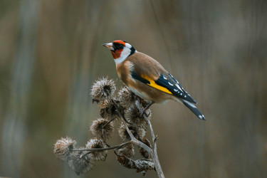 Similar image 22527559