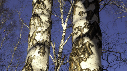 Similar image 22482004