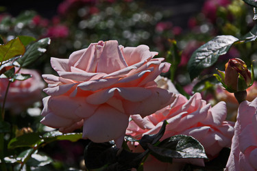 Similar image 22586552