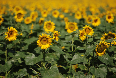 Similar image 22477786