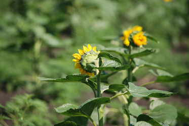 Similar image 22477905