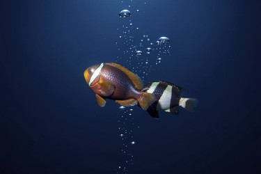 Similar image 22518988