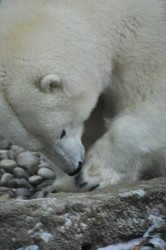 Similar image 22500904