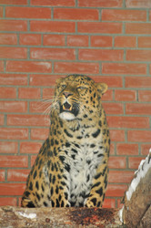 Similar image 22500909