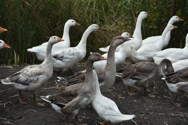 Similar image 22477895