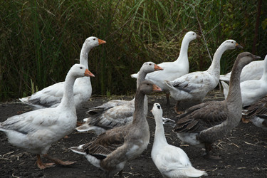 Similar image 22477897