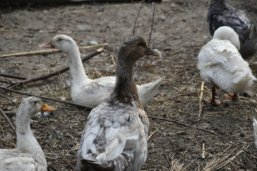 Similar image 22477909