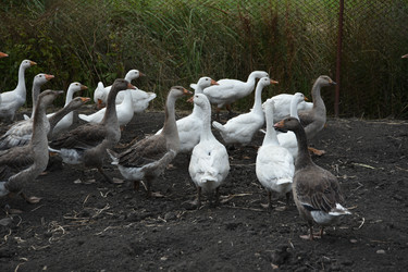 Similar image 22477942