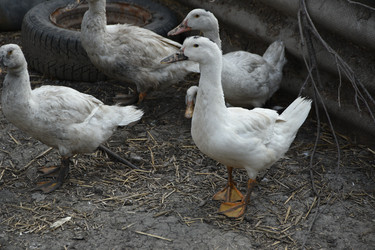 Similar image 22477724