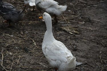 Similar image 22477732